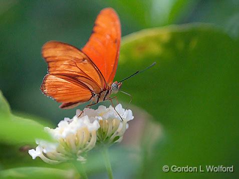 Orange Butterfly_28219.jpg - Photographed at Ottawa, Ontario, Canada.